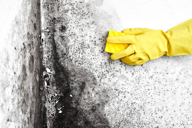Best Water Damage & Mold Remediation  in Englewood, OH