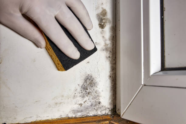 Best Mold Damage Restoration  in Englewood, OH